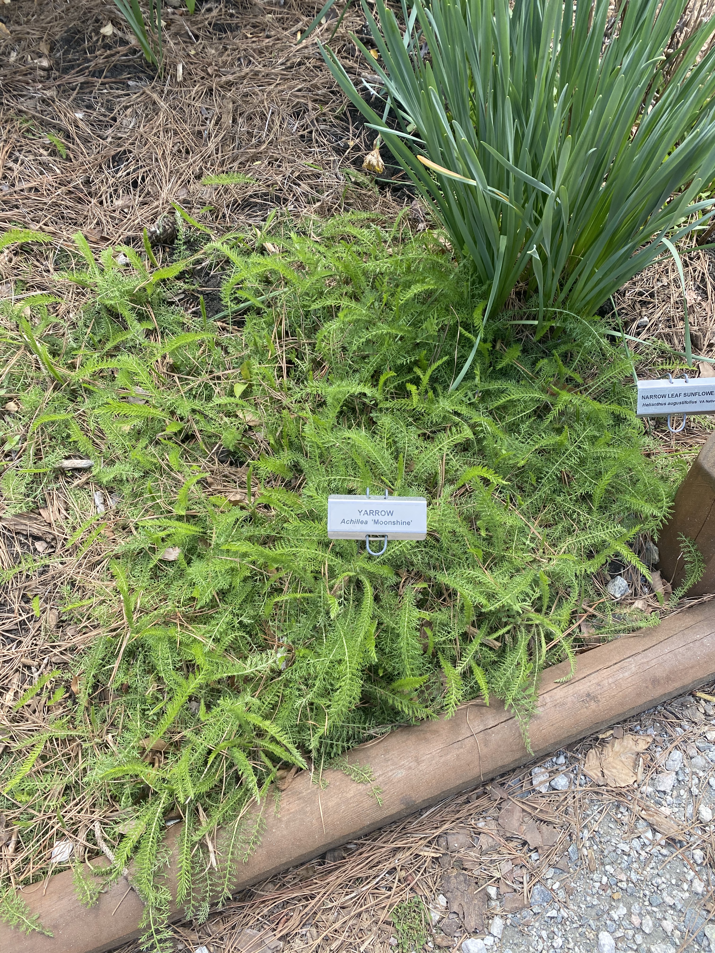 An Opportunity for Growth: Botanic Gardens, Native Plants, and TEK ...