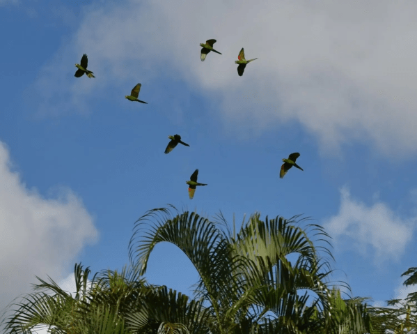 A small flock of green parrots flies across a blue sky with scattered clouds, above the tops of tall palm trees.