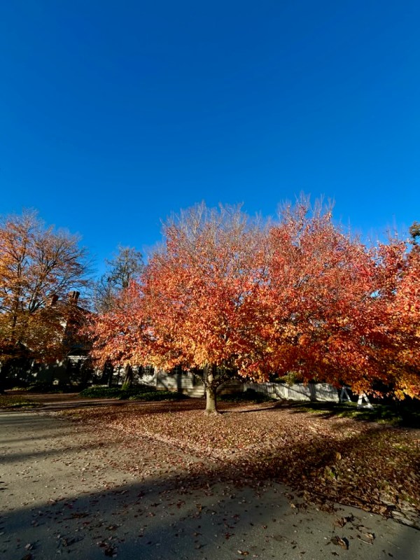 A broad-canopied tree with fiery red and orange autumn leaves stands under a clear blue sky on a residential street, its fallen leaves covering the ground as nearby houses and leafless trees frame the scene.